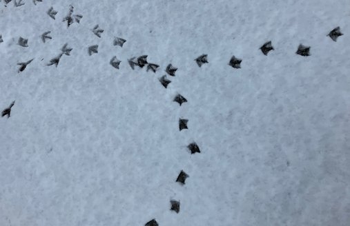 Eine Ente hat ihre Fußspuren im Schnee hinterlassen.