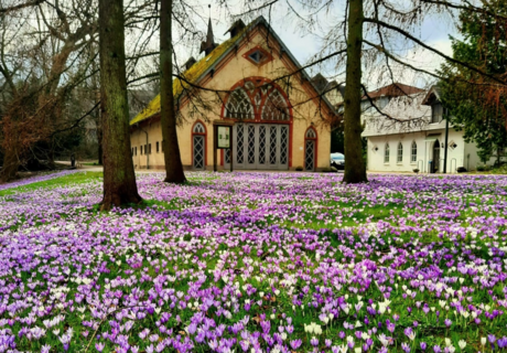Eiszeit-Haus während der Krokusblüte