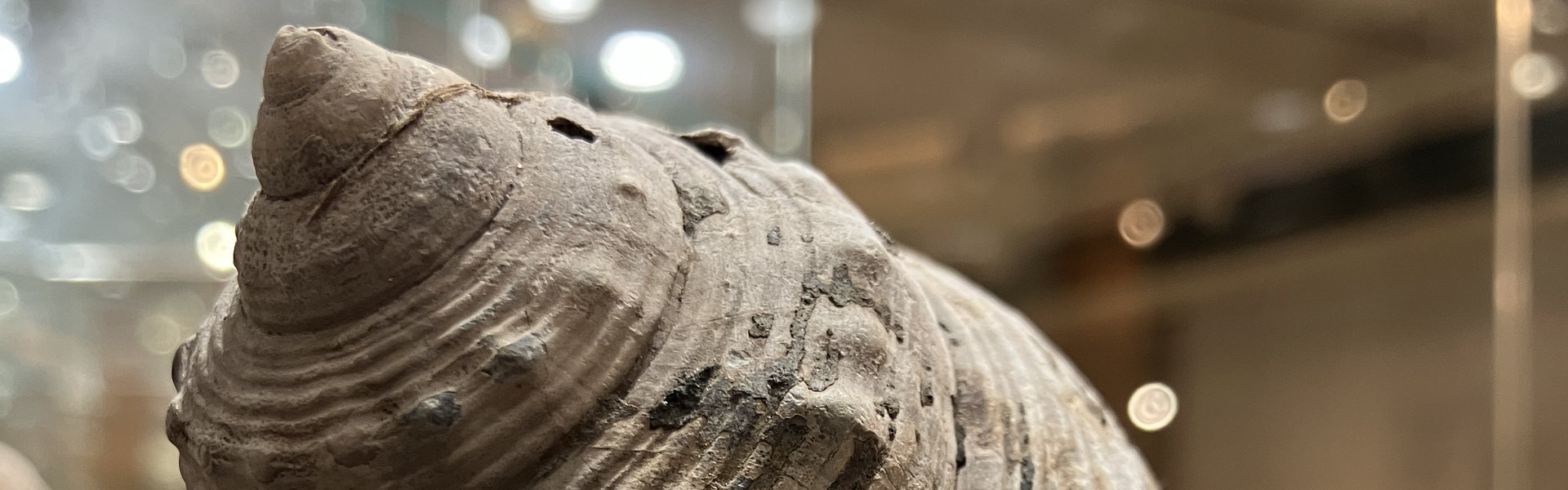 Das Foto zeigt eine versteinerte Schnecke in einer Glasvitrine. Lichtspiegelungen von den Leuchtmitteln in den umliegenden Vitrinen wirken wie helle Glanzpunkte drumherum.