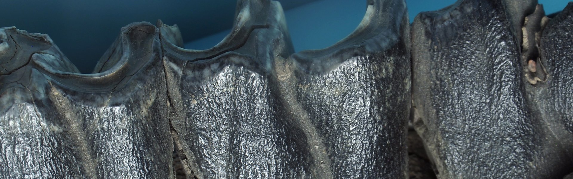 Das Foto zeigt ein versteinertes Unterkieferfragment von einem Wollnashorn.