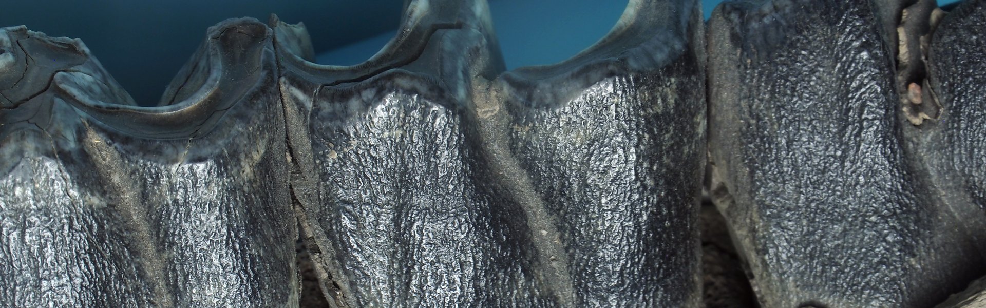 Das Foto zeigt ein versteinertes Unterkieferfragment von einem Wollnashorn.