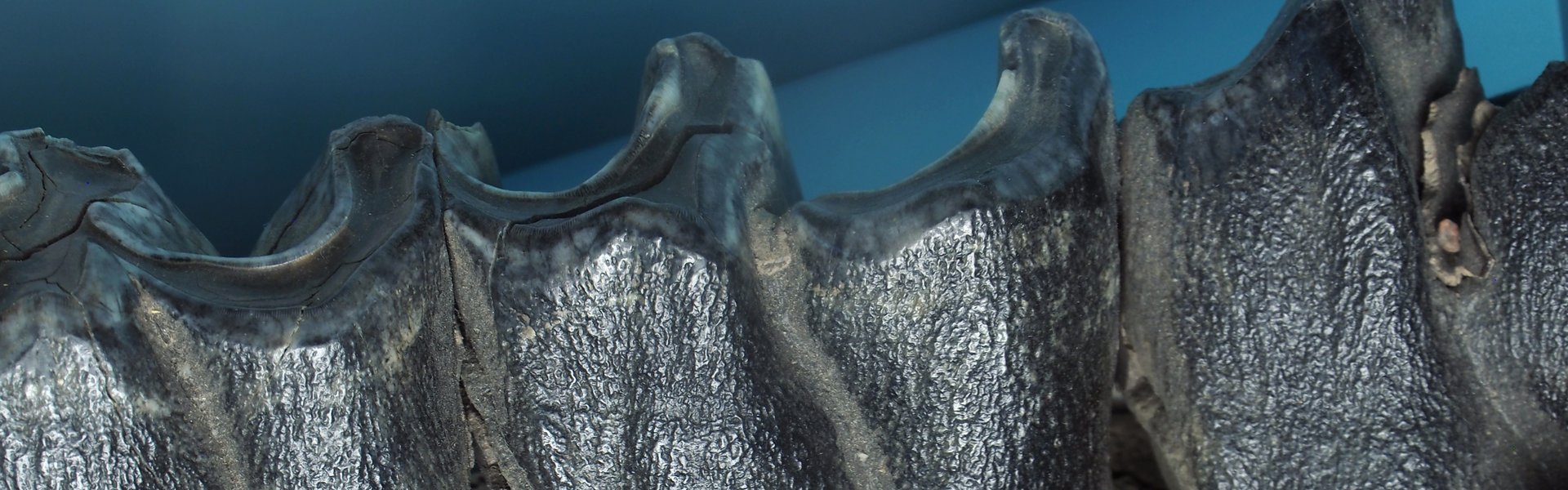 Billedet viser et forstenet fragment af en uldnashorns underkæbe.