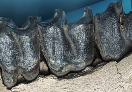 Billedet viser et forstenet fragment af en uldnashorns underkæbe.