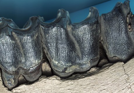 Das Foto zeigt ein versteinertes Unterkieferfragment von einem Wollnashorn.