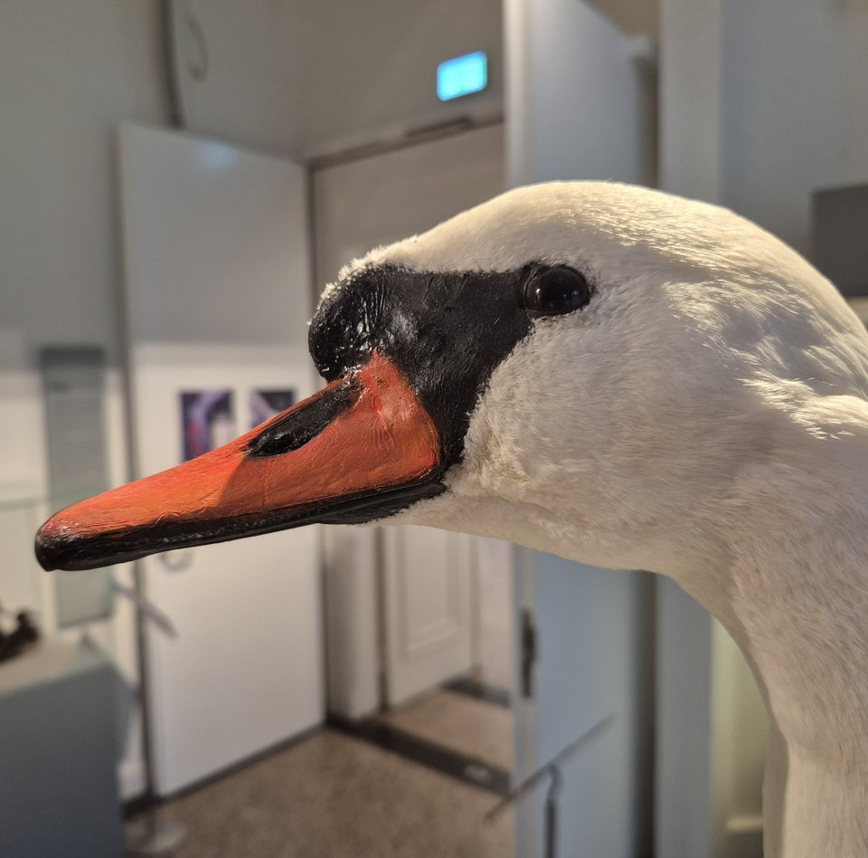 Das Foto zeigt den Kopf eines Höckerschwans. Im Hintergrund ist der Themenraum Binnengewässer zu sehen.