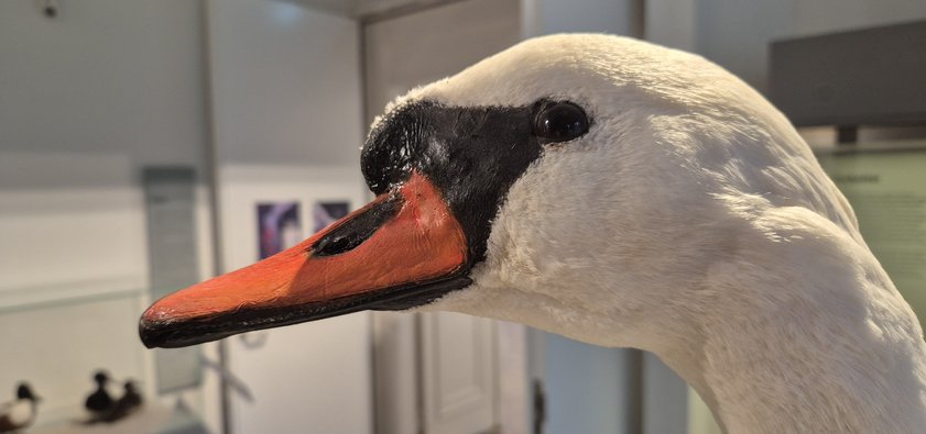 Das Foto zeigt den Kopf eines Höckerschwans. Im Hintergrund ist der Themenraum Binnengewässer zu sehen.