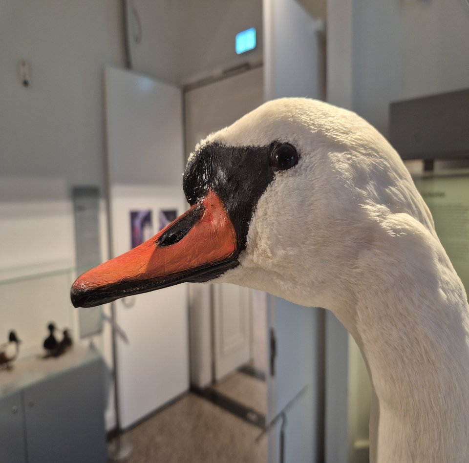 Godt oplyste udstillinger og taktile elementer i rundvisningen – vi ser os selv som et museum for alle.