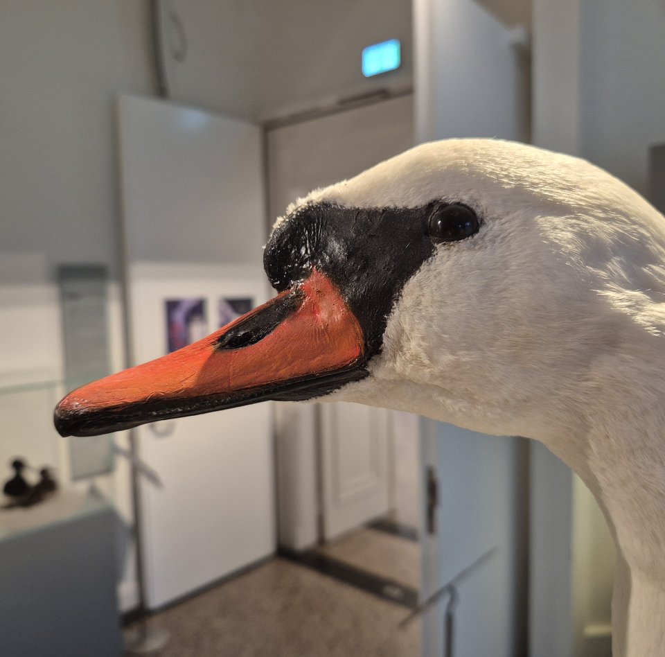 Das Foto zeigt den Kopf eines Höckerschwans. Im Hintergrund ist der Themenraum Binnengewässer zu sehen.