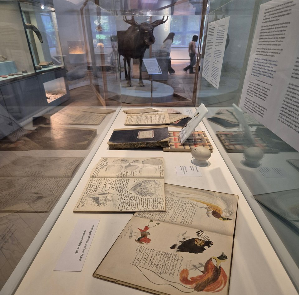 Das Foto zeigt den Themenraum Eiszeit im Museum. Als Blickwinkel ist der Blick durch eine Vitrine in den Raum gewählt. In der Vitrine liegen verschiedene Bücher mit Schrift und Zeichnungen. Ein Ei befindet sich zwischen den Büchern. Hinter der Vitrine blickt der Betrachtende auf den Elch. Auch zwei Museumsgäste beim Durchschreiten des Raumes sind verschwommen erkennbar.