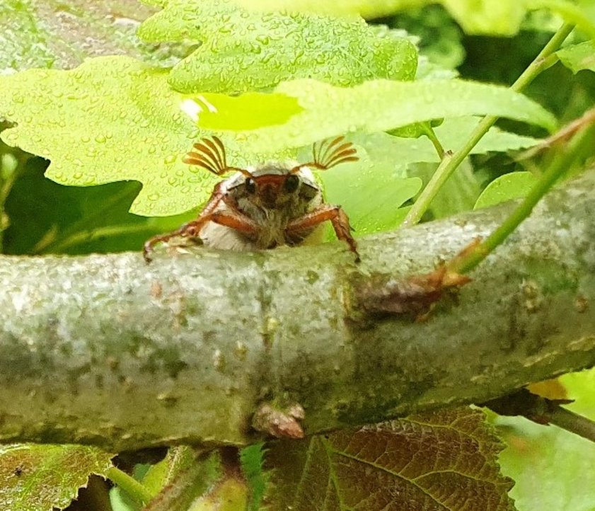 Auf einem querliegenden Ast und mitten im Blattgrün sitzt ein Maikäfer. Er schaut den Betrachtenden frontal an.