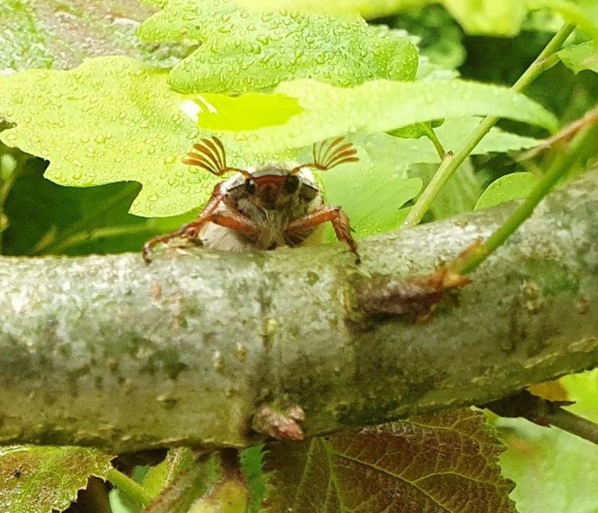 Auf einem querliegenden Ast und mitten im Blattgrün sitzt ein Maikäfer. Er schaut den Betrachtenden frontal an.