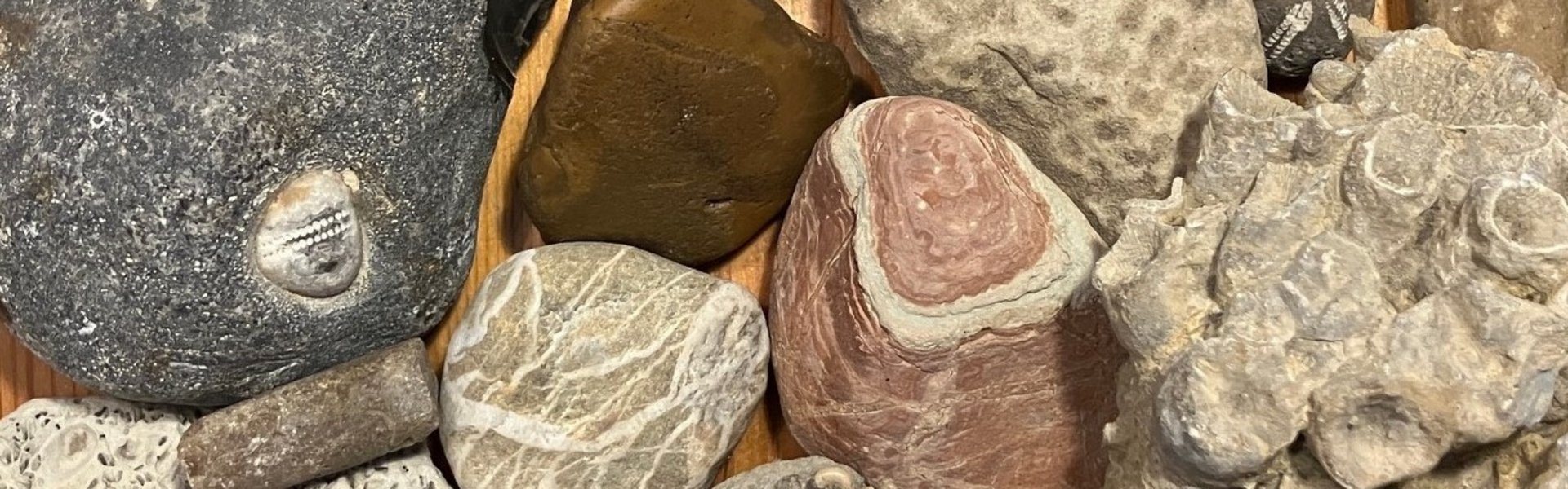 Bei einem Strandausflug an die Ostsee gesammelte Gesteine und Fossilien, zum Beispiel versteinerte Seeigel und Sandsteine.einerte