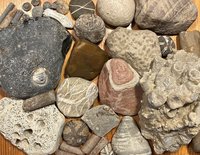 Bei einem Strandausflug an die Ostsee gesammelte Gesteine und Fossilien, zum Beispiel versteinerte Seeigel und Sandsteine.einerte