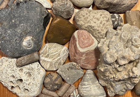 Bei einem Strandausflug an die Ostsee gesammelte Gesteine und Fossilien, zum Beispiel versteinerte Seeigel und Sandsteine.einerte