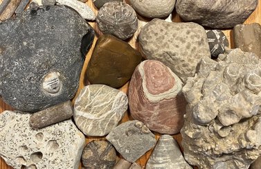 Bei einem Strandausflug an die Ostsee gesammelte Gesteine und Fossilien, zum Beispiel versteinerte Seeigel und Sandsteine.einerte