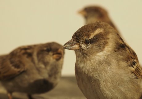 Rechts der Kopf von einem Haussperling zu sehen. Der Vogel ist weiblich. Links sitzt auch ein Haussperling. Er ist weiter weg und unscharf.