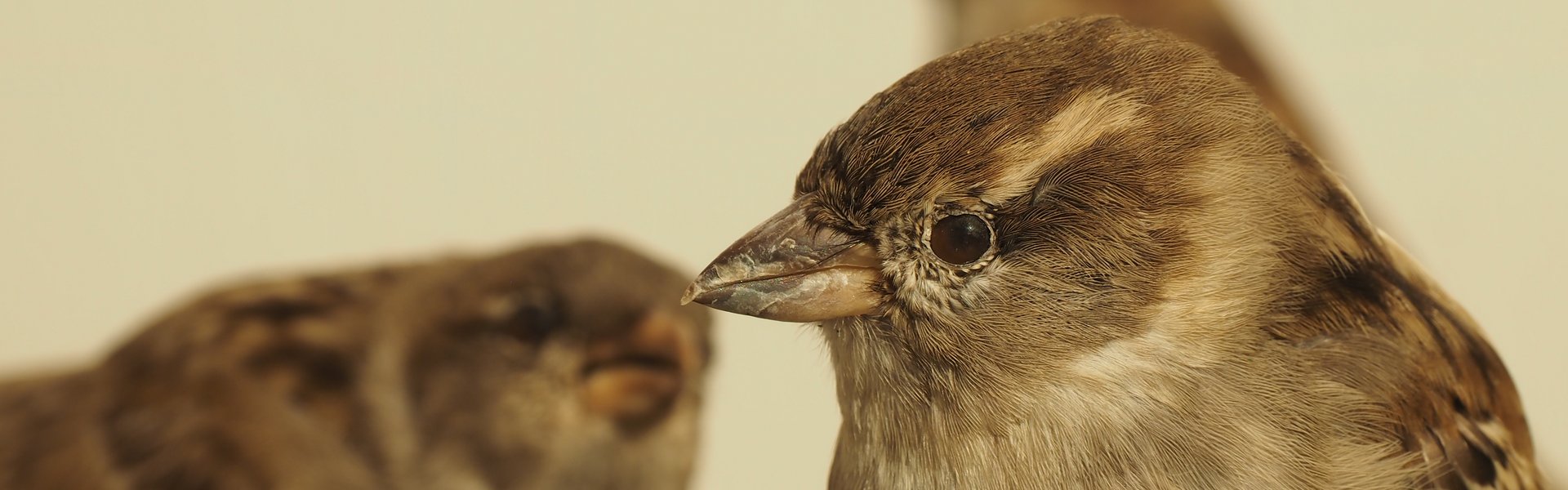 In der rechten Bildhälfte sind Kopf und Brust eines Präparats von einem weiblichen Haussperling abgebildet. Links sieht man verschwommen ein weiteres Sperlings-Präparat.