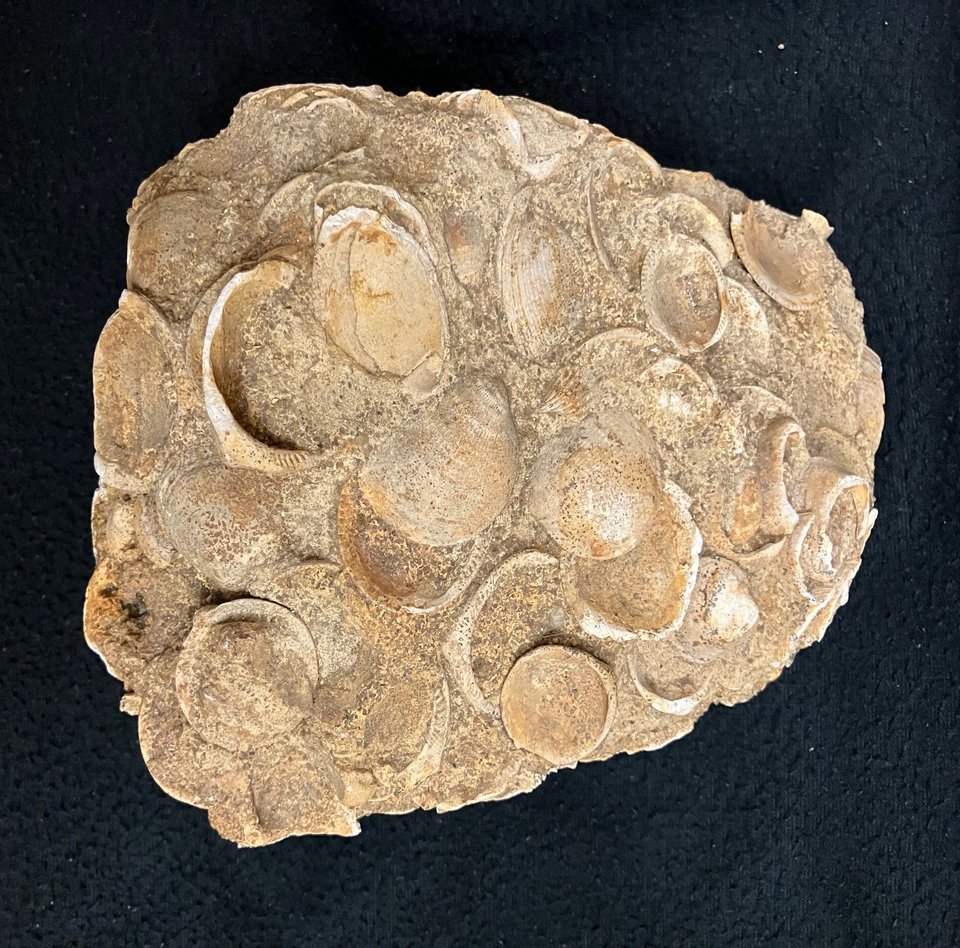 Das Foto zeigt einen Petunculus-Sandstein