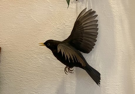 Praparat eines fliegenden Amsel-Männchens.