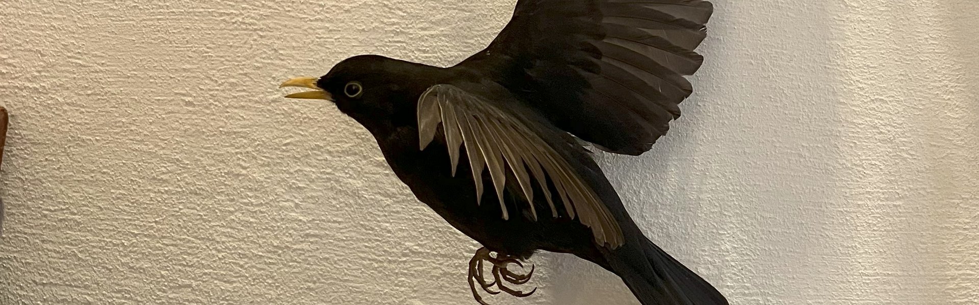 Praparat eines fliegenden Amsel-Männchens.