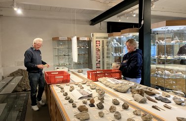 Das Foto zeigt zwei ehrenamtliche Helfer, die eine Vitrine im Eiszeit-Haus neugestalten. Die gläserne Haube wurde entfernt. Die Fossilien werden anders arrangiert. 
