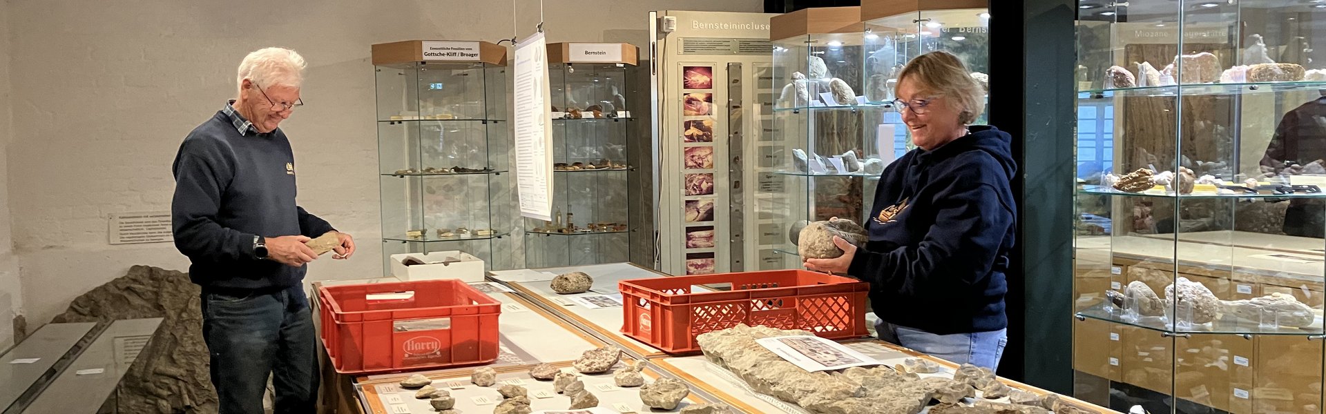 Das Foto zeigt zwei ehrenamtliche Helfer, die eine Vitrine im Eiszeit-Haus neugestalten. Die gläserne Haube wurde entfernt. Die Fossilien werden anders arrangiert. 