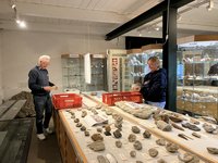 Das Foto zeigt zwei ehrenamtliche Helfer, die eine Vitrine im Eiszeit-Haus neugestalten. Die gläserne Haube wurde entfernt. Die Fossilien werden anders arrangiert. 