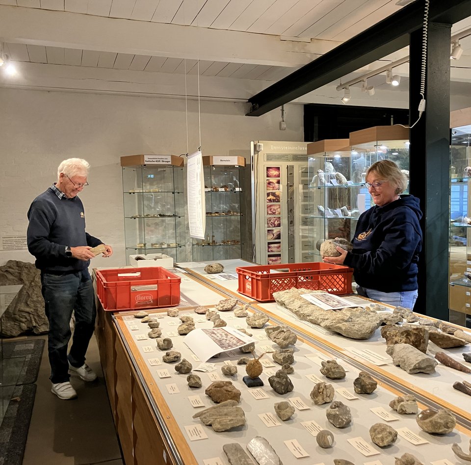 Das Foto zeigt zwei ehrenamtliche Helfer, die eine Vitrine im Eiszeit-Haus neugestalten. Die gläserne Haube wurde entfernt. Die Fossilien werden anders arrangiert. 