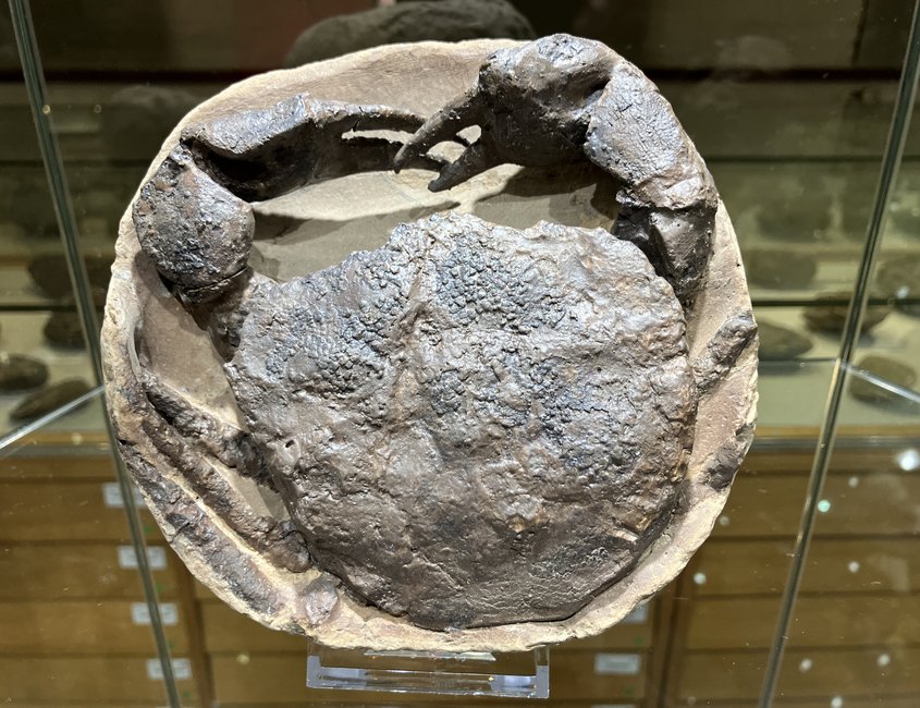 Fossile Krabbe im Eiszeit-Haus 