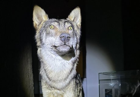 Wolfspräparat während der Taschenlampen-Führung