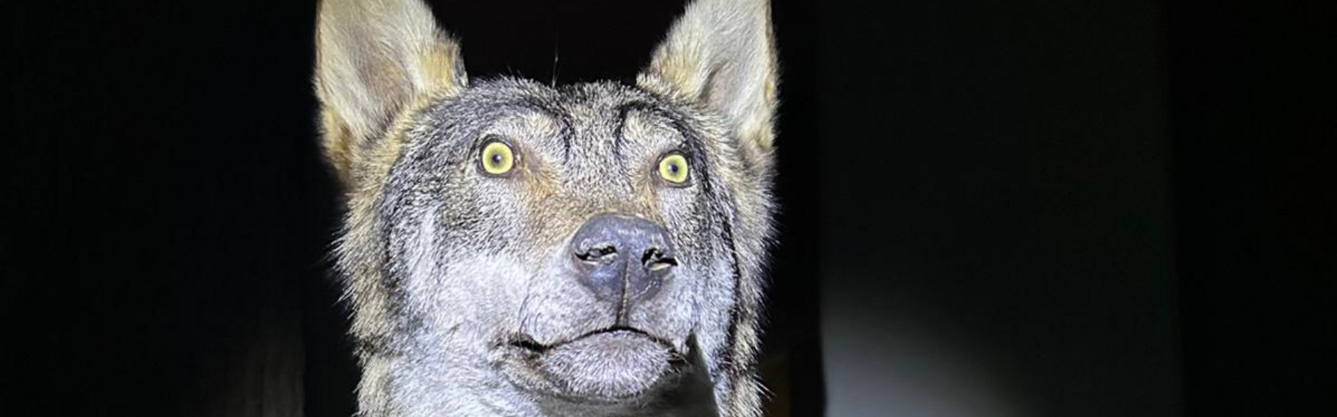 Wolfspräparat während der Taschenlampen-Führung