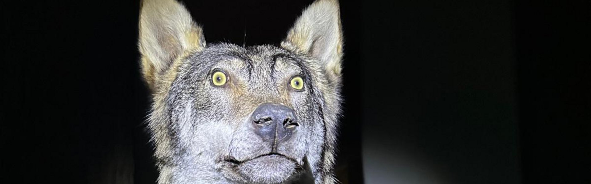 Et ulvepræparat oplyst af en lommelygte i det mørke museum