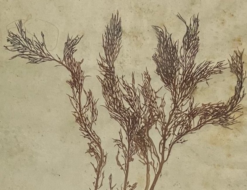 Das Foto zeigt ein Blatt aus dem Algenherbar von Hans Philippsen. Zu sehen ist eine Pfefferalge, die er auf Helgoland gesammelt wurde.