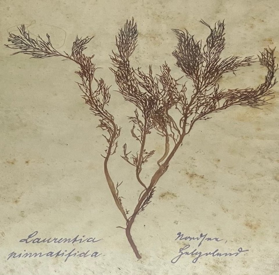Das Foto zeigt ein Blatt aus dem Algenherbar von Hans Philippsen. Zu sehen ist eine Pfefferalge, die er auf Helgoland gesammelt wurde.