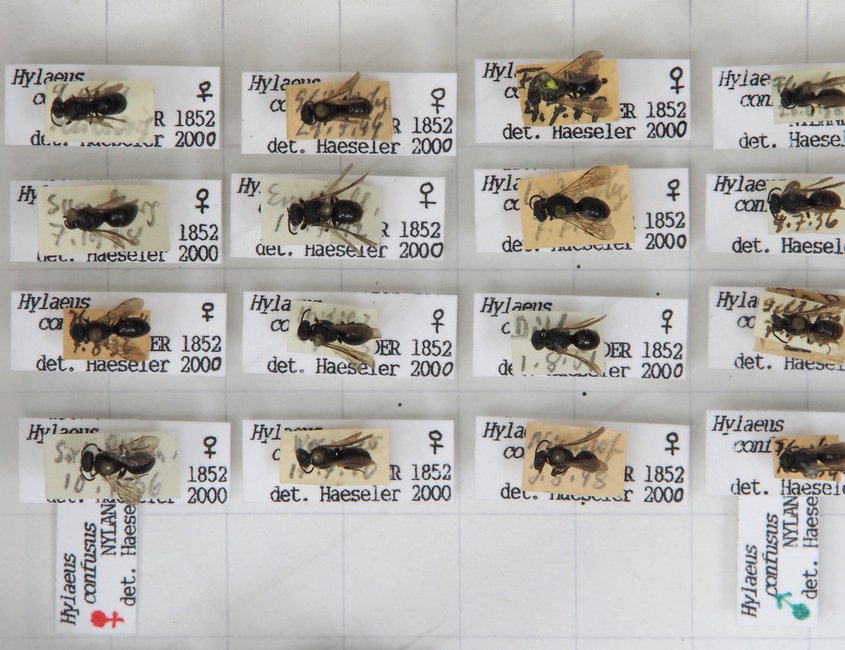 Das Foto zeigt eine Detailaufnahme eines Insekenkastens aus der Flensburger Sammlung. Es sind 16 verschiedene Maskenbienen (Hylaeus confusus) zu sehen.