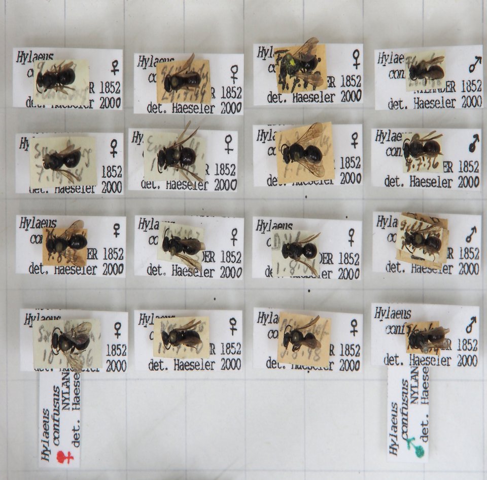 Das Foto zeigt eine Detailaufnahme eines Insekenkastens aus der Flensburger Sammlung. Es sind 16 verschiedene Maskenbienen (Hylaeus confusus) zu sehen.