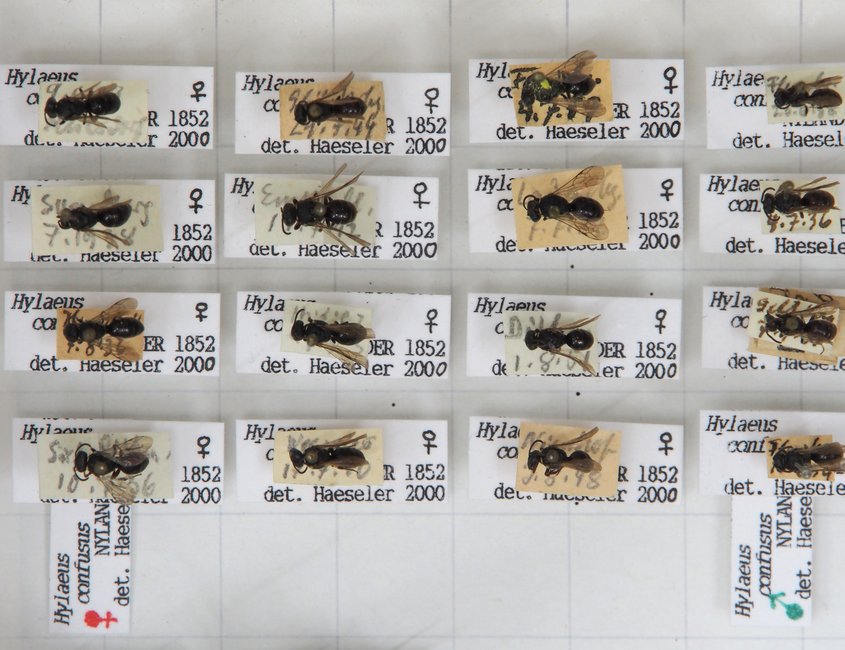 Das Foto zeigt eine Detailaufnahme eines Insekenkastens aus der Flensburger Sammlung. Es sind 16 verschiedene Maskenbienen (Hylaeus confusus) zu sehen.