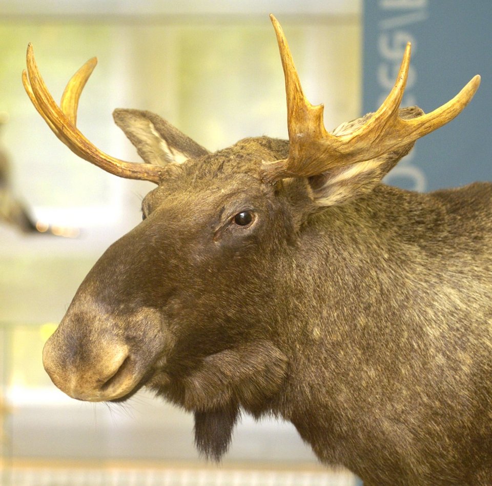 Das Foto zeigt eine Detailaufnahme eines Elchpräparates. Es handelt sich um den Kopf eines männlichen Tieres. Besonders markant sind die zwei Schaufeln links und rechts vor den großen Ohren. Der Hintergrund des Fotos ist verschwommen. Angedeutet sind ein Walmodell und ein Walskelett zu erkennen.