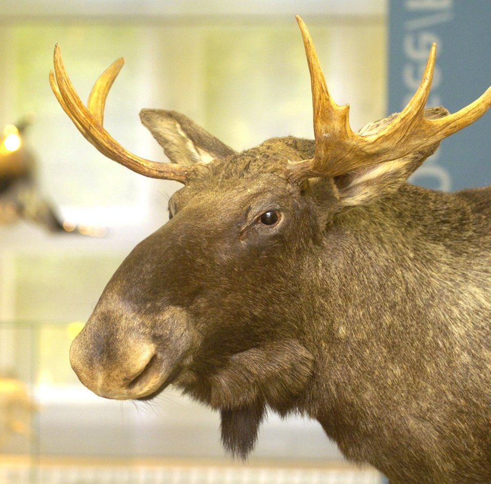 Billedet viser et detaljeret billede af et elgpræparat. Det er hovedet af et han-dyr. De to skovle til venstre og højre for de store ører er særligt markante. Baggrunden på billedet er sløret. Man kan ane en hvalmodel og et hvalskelet.