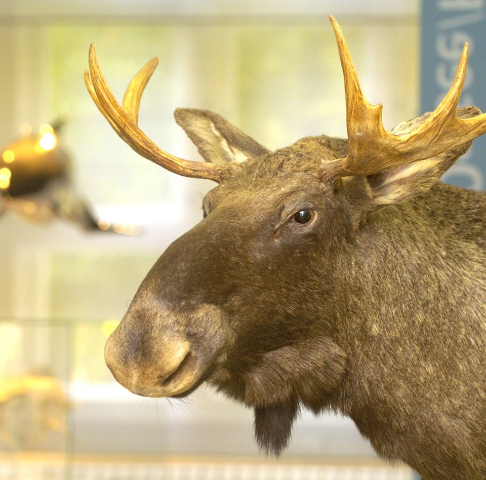 Das Foto zeigt den Kopf von einem Elch.
