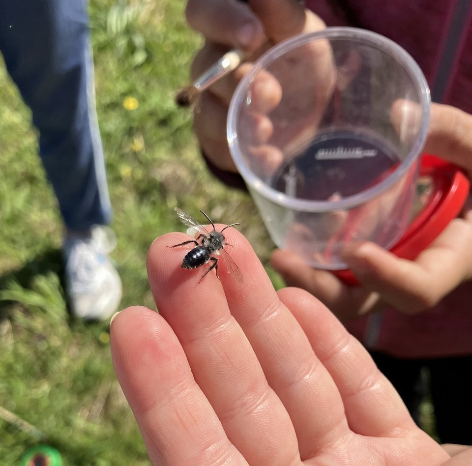 Sandbiene auf Kinderhand