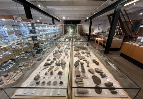 Das Foto zeigt einen Blick in den Hauptausstellungsraum des Eiszeit-Hauses. Es sind verschiedene Vitrinen mit Fossilien zu sehen. Im Hintergrund zeigt sich das Wandbild eines Bernsteinwaldes vor etwa 40 Millionen Jahren.