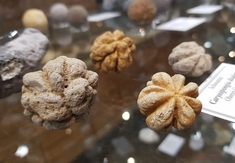 Das Foto zeigt unterschiedliche, fossilisierte Schwämme in einer Glasvitrine.