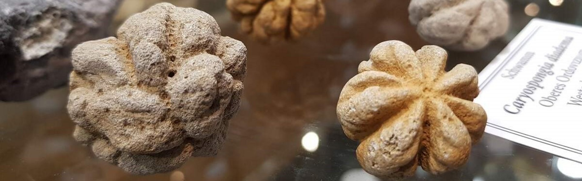 Billedet viser forskellige fossilerede svampe i en glasvitrine.