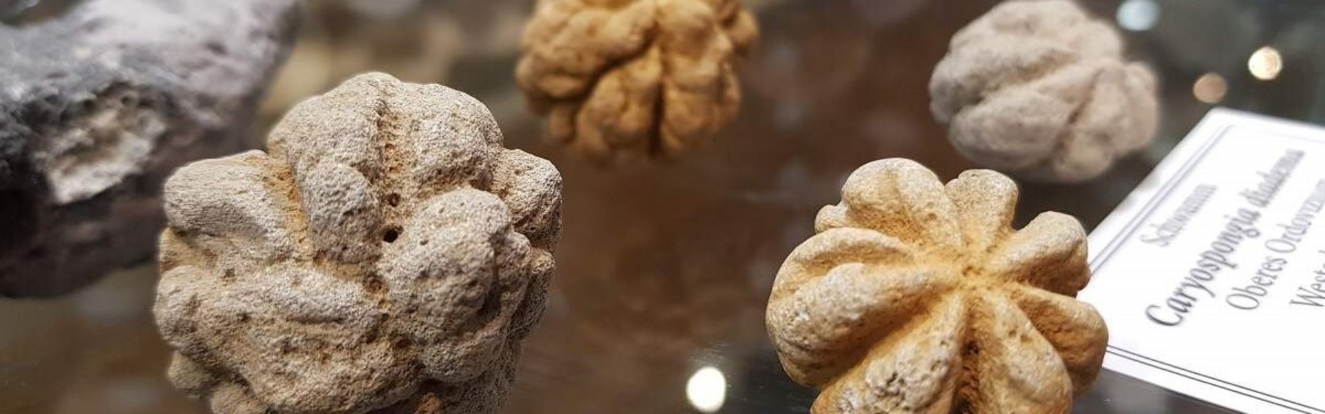 Das Foto zeigt unterschiedliche, fossilisierte Schwämme in einer Glasvitrine.