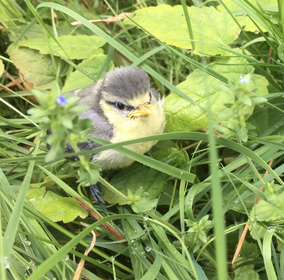 Zwischen grünen Grashalmen und Blättern sitzt eine junge Blaumeise.