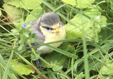 Zwischen grünen Grashalmen und Blättern sitzt eine junge Blaumeise.