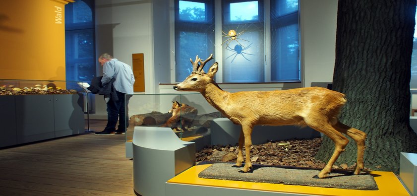 Auf dem Foto ist ein Ausschnitt des Themenraumes Wald im Museum zu sehen. Im Vordergrund steht das Präparat eines Rehbockes ohne Vitrine. Das Tier blickt nach links. Im Hintergrund des Fotos sind von links nach rechts eine Vitrine mit verschiedenen Pilzen, ein Museumsgast, das vergrößerte Modell einer weiblichen Kreuzspinne in ihrem Netz, ein Fuchs in einer Vitrine sowie ein Stück eines Eichenstammes mit Laub darunter erkennbar.