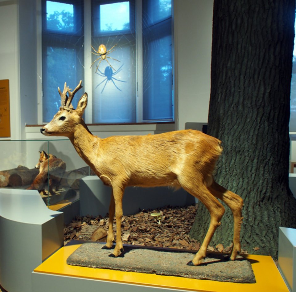 Auf dem Foto ist ein Ausschnitt des Themenraumes Wald im Museum zu sehen. Im Vordergrund steht das Präparat eines Rehbockes ohne Vitrine. Das Tier blickt nach links. Im Hintergrund des Fotos sind von links nach rechts eine Vitrine mit verschiedenen Pilzen, ein Museumsgast, das vergrößerte Modell einer weiblichen Kreuzspinne in ihrem Netz, ein Fuchs in einer Vitrine sowie ein Stück eines Eichenstammes mit Laub darunter erkennbar.