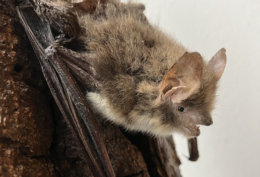 Präparat einer Fransenfledermaus auf einem Stück Holz
